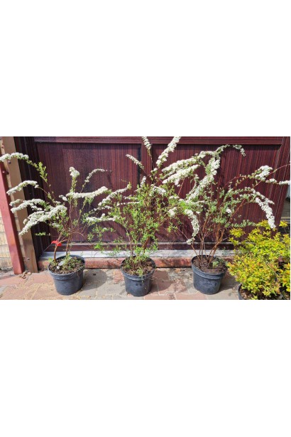 Спірея сіра Грефшейм / Грефшайм - 5л/вис.60-70см/Ø50-60см